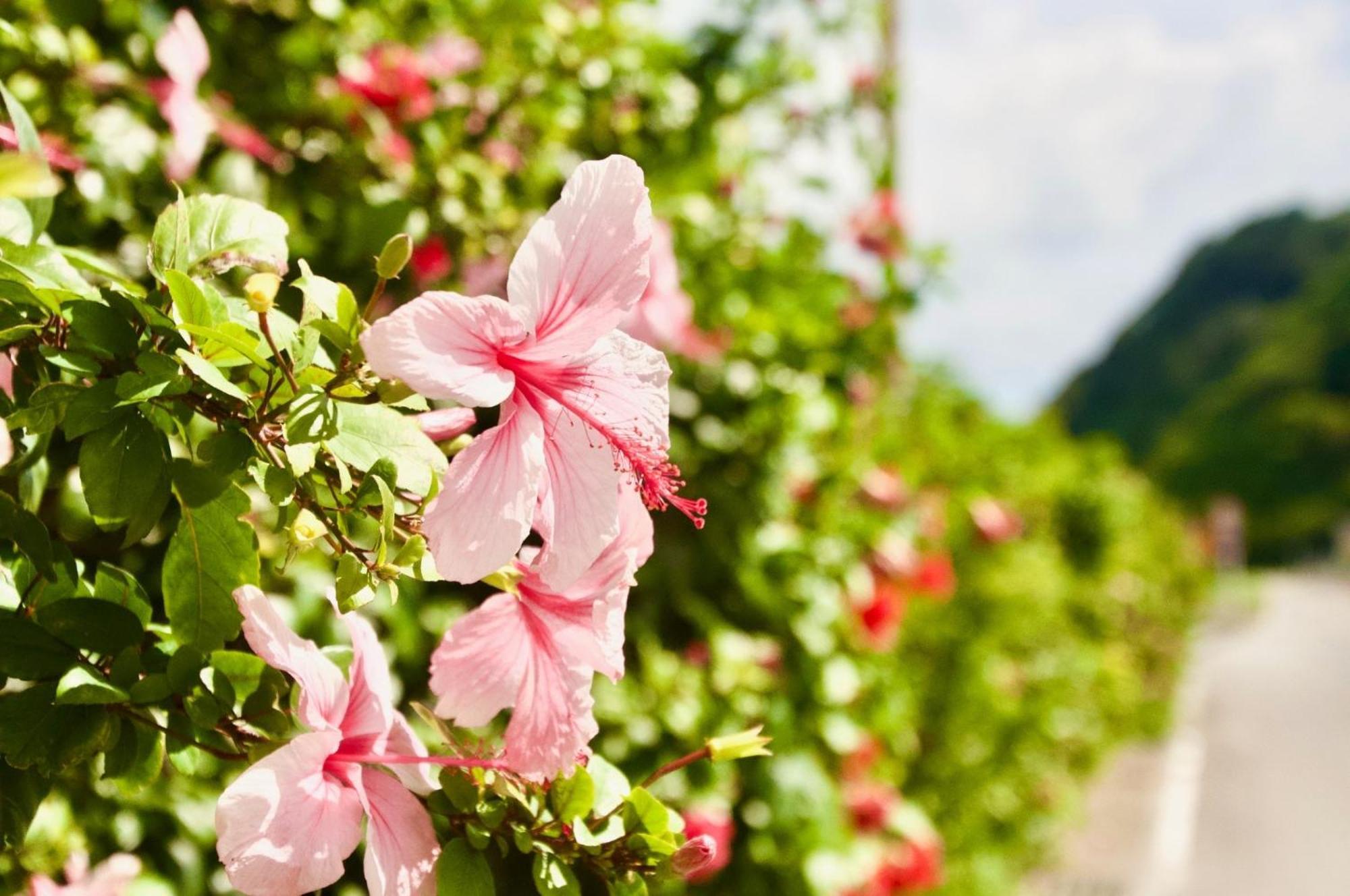 Guest House Hibiscus - Vacation Stay 87092 Ogimi Exterior photo